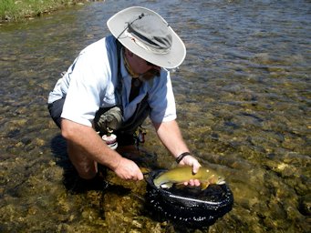 Montana Trout