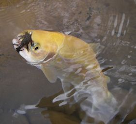 North Branch Golden Trout